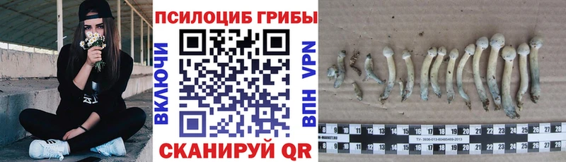 Галлюциногенные грибы Psilocybine cubensis  Юрьев-Польский 